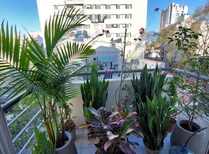 Balcón con muchas plantas en macetas y vista a edificios urbanos.