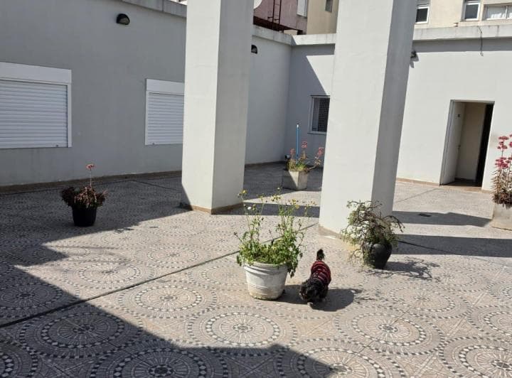 Patio con columnas, macetas decorativas y un pequeño perro en el centro.